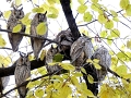 Some of the many hundreds of LEOs roosting in the square at Kikinda